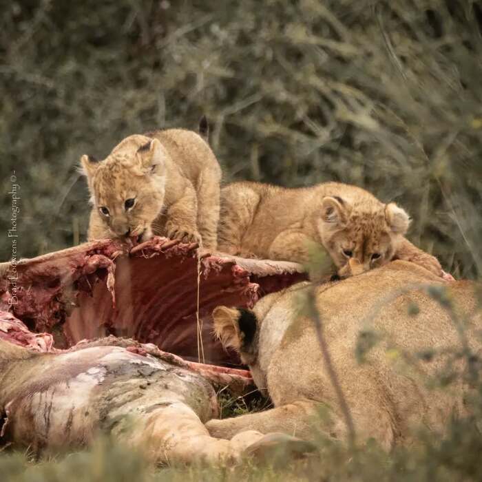 Львята наслаждаются завтраком