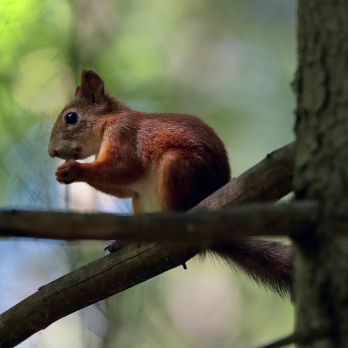 Вообще-то, белки – они же довольно фотогеничные 😁