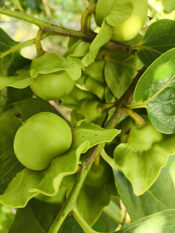 А вот и инжир