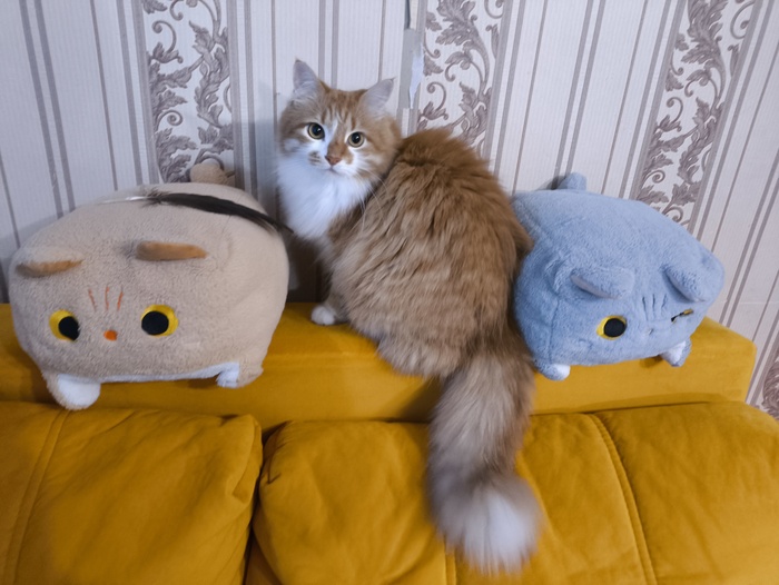 У нас много кубических котов)