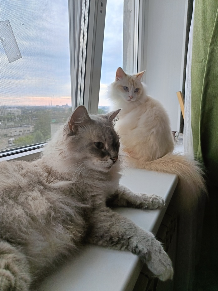 Мой любимый кот