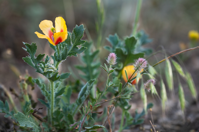 Мачо́к рогатый - интересный и страшный цветок. Скотом не поедается. Имеются сведения о гибели лошадей, смерть которых наступала через 2—3 часа. В корнях и листьях содержится алкалоид протопин который оказывает парализующее действие на сердце