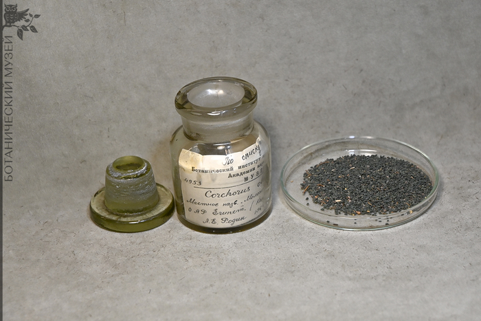    (Corchorus olitorius) (  )   ,   1964 . .  .      .