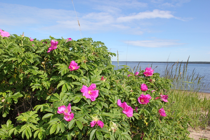 Фото Е. Глазковой.