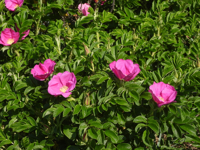 Фото Л. Головневой.