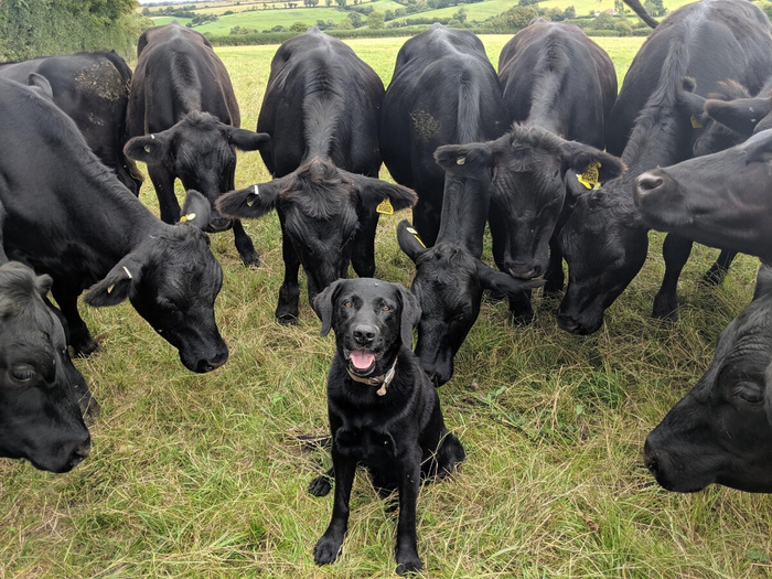 Более-менее лояльно коровы относятся к собакам, которых знают давно.