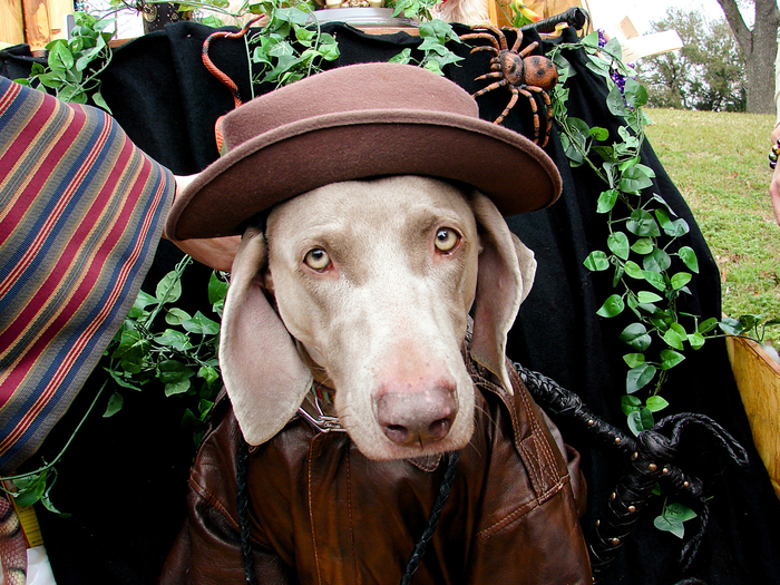 Жить среди людей и контактировать с ними прописано в генетическом коде породы.