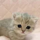 Аватар пользователя Ololonaa