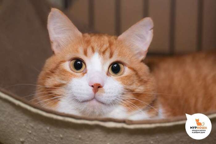 Котик Ламар