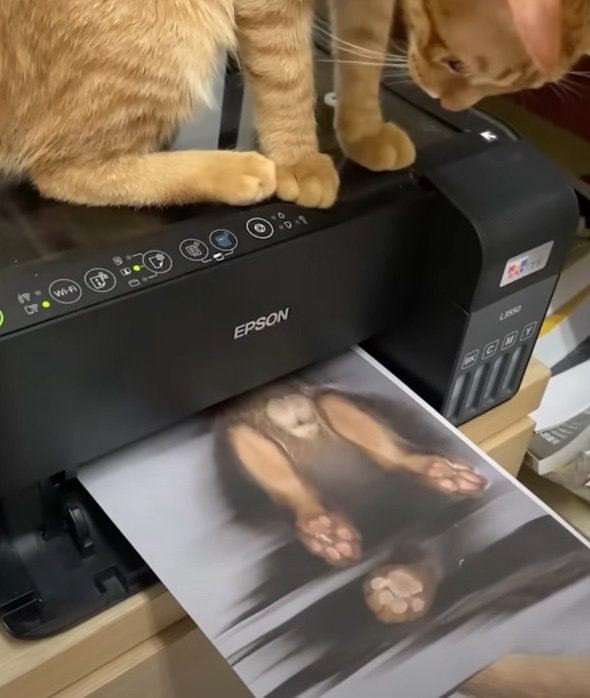 Отксерокопировал