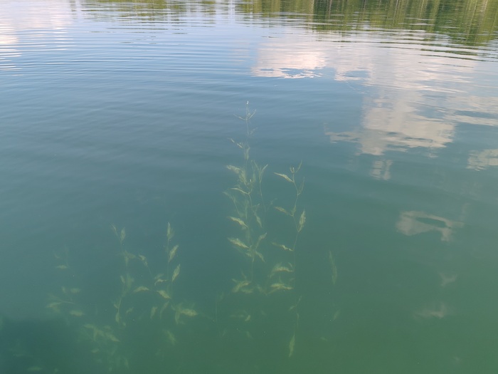 хоть рыбов не видел, но удалось полюбоваться волшебными водорослями.