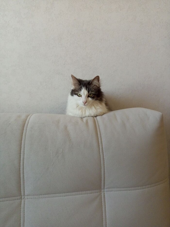 Хабуша осуждает.