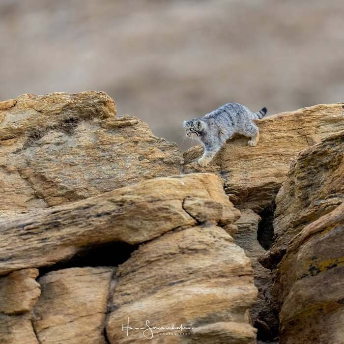И я по скалам, опять по скалам иду домой по привычке