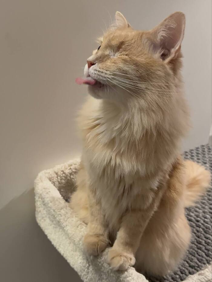 Сегодня день «Высунь язык»!