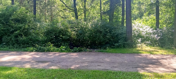 Раньше тут смешивался запах чубушника и человеческих экскрементов. Теперь... Чубушник отцвёл, а спортсмены всё равно пойдут в кусты.