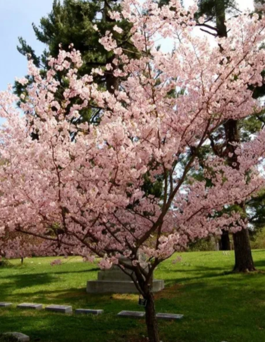 Сила пикабу помоги: Вишня в Сибири