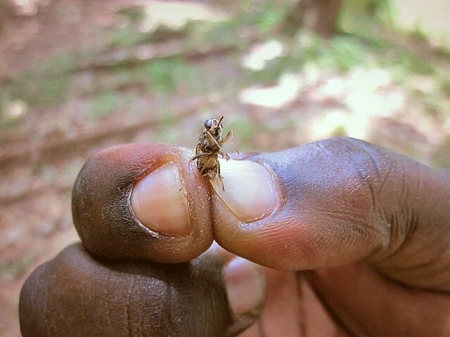 Муха цеце: Страшнее льва и крокодила. Она превратила Африку в ад, но люди применили радиацию Муха, Цеце, Насекомые, Членистоногие, Животные, Дикие животные, Яндекс Дзен, Яндекс Дзен (ссылка), Длиннопост, Повтор Муха цеце: Страшнее льва и крокодила. Она превратила Африку в ад, но люди применили радиацию Муха, Цеце, Насекомые, Членистоногие, Животные, Дикие животные, Яндекс Дзен, Яндекс Дзен (ссылка), Длиннопост, Повтор