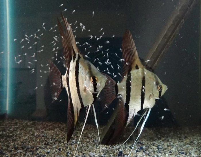 Вот пара скалярий. Им нужно 100 литров ( 50 литров на особь), чтобы спокойно жить и "не тужить". Другие скалярии им не нужны, и может быть будут мешать какие-нибудь тетры. Но вот сомы им совершенно безразличны.