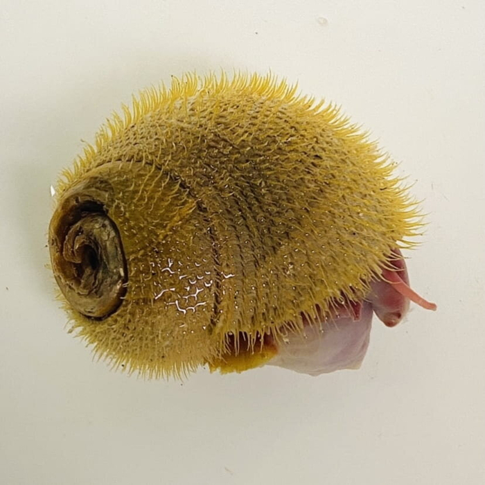 Внезапный факт: цвет раковины моллюсков зависит от химического состава воды, выбрасываемой источником.