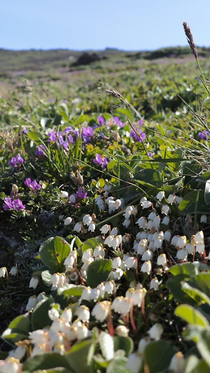 Альпийские луга