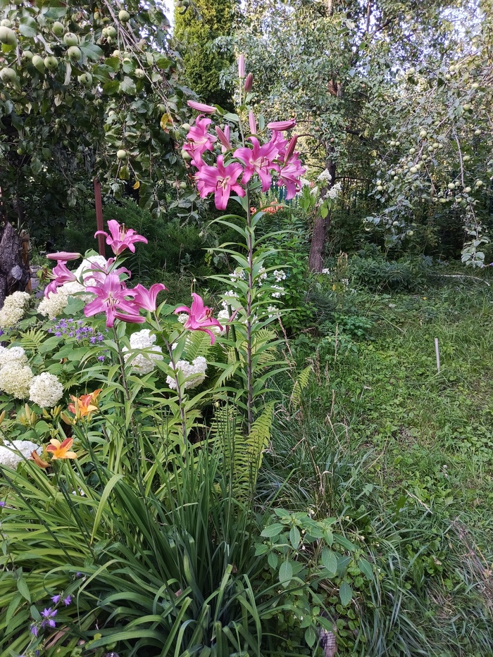 Вот эта больше 2 метров высотой
