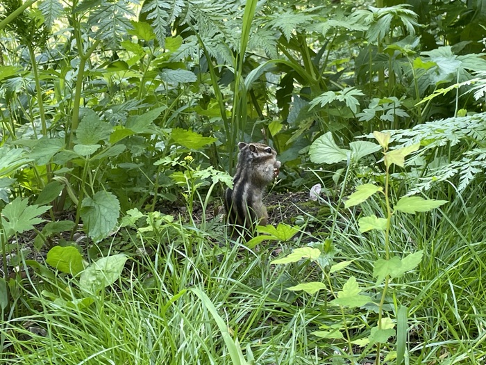 � ���������) ���������� ������������� �������)))