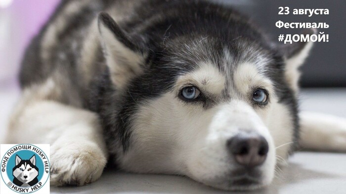 400       Husky Help ,  , , , , ,  , , ,   , , , ,  