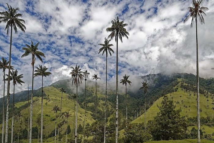    (Ceroxylon quindiuense).