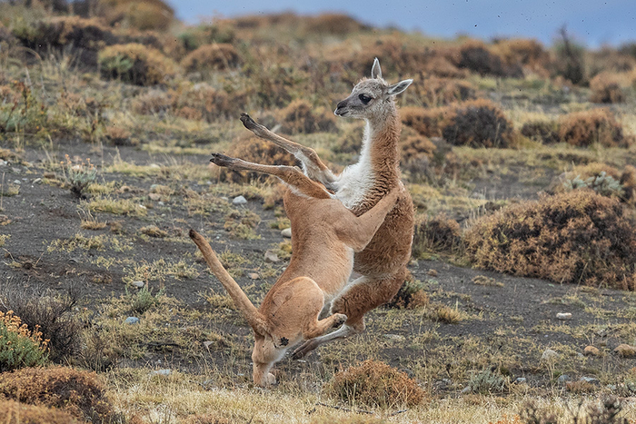 Несмотря на скромные размеры, гуанако являются крупнейшими дикими животными Южной Америки. Именно поэтому звери стали объектом охоты для пум.