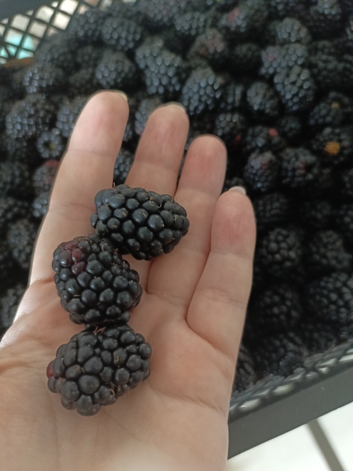 Кислая, не похожа на малину, варенье вкусное