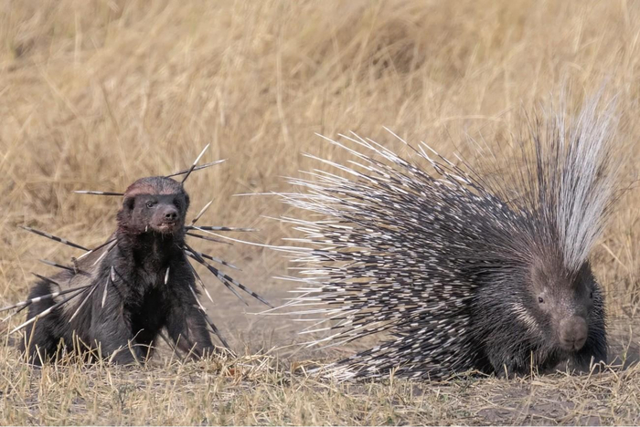 Так, я не понял, это ты тонко намекаешь, чтобы я тебя не ел?