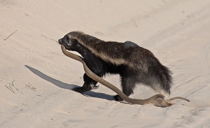 Пока вы едите пасту из макарон, Медоед готовит брутальную пасту из змей.