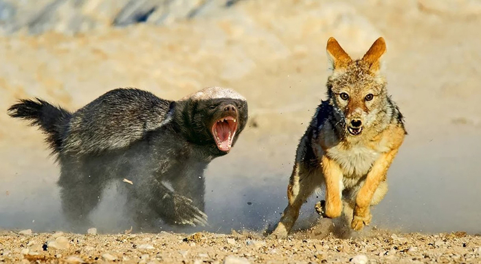 А ну отошел от моей добычи! Иначе станешь следующим!