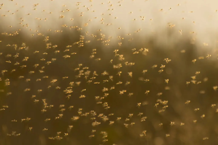 Рой комаров (хирономидов) летает в воздухе летом по тундре. Фото iStock