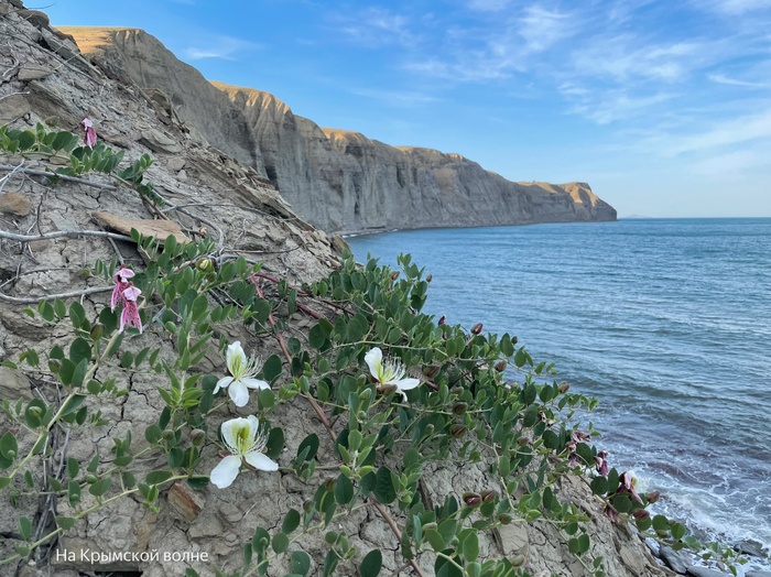 Каперсы травянистые на берегу Черного моря, Крым. Фото из сообщества ВК «На Крымской волне»