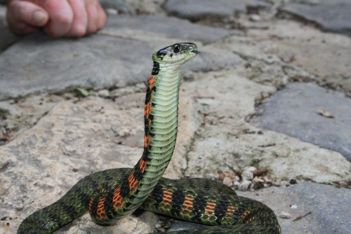 Если силуэт тигрового ужа чем-то напомнил вам силуэт кобры — вам не кажется. Уж действительно раздувает кожу на шее, как это делает кобра, чтобы казаться больше. Правда, капюшон у него не такой эффектный.