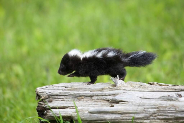 Совсем маленький скунс.