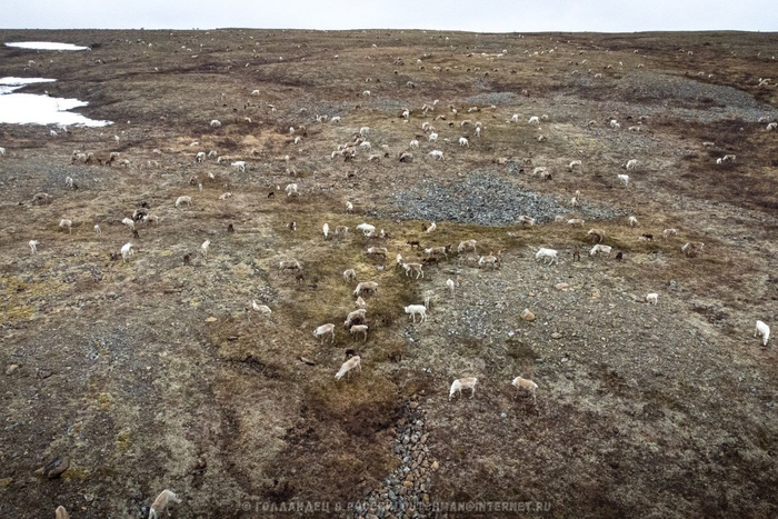 Стадо оленей спокойно гуляет, но за ними смотрит пастух всегда.