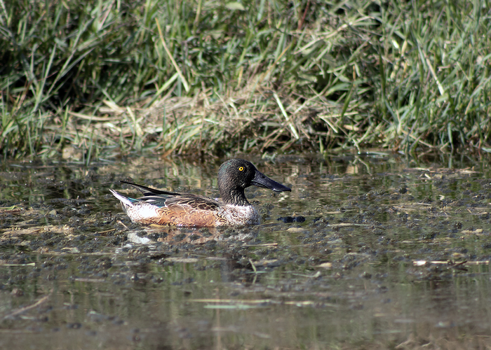 Широконоска