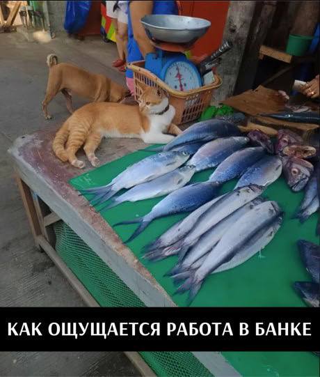  ,   , ,   ?, , , Telegram ()
