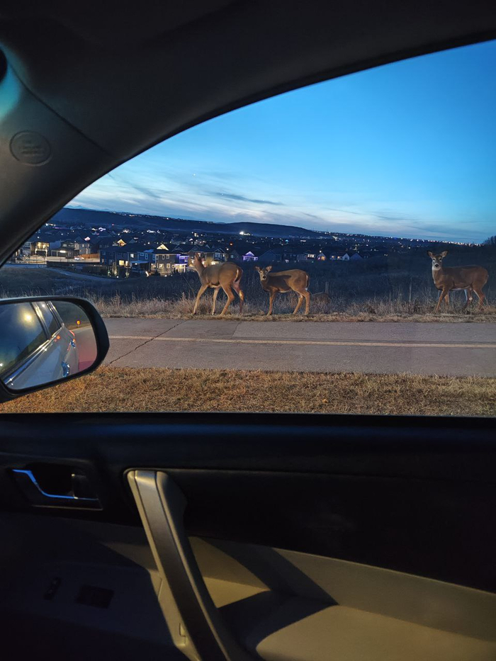 наш район, олени. благо у нас нет койтов, зато они есть в других