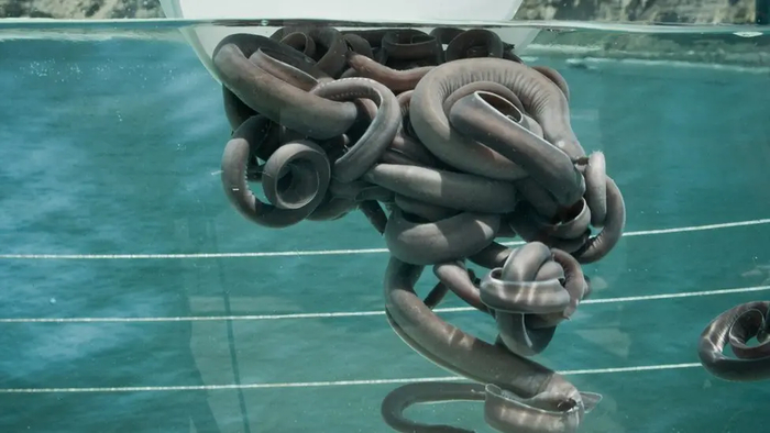 Этот клубок биомассы не выглядит слишком дружелюбно...