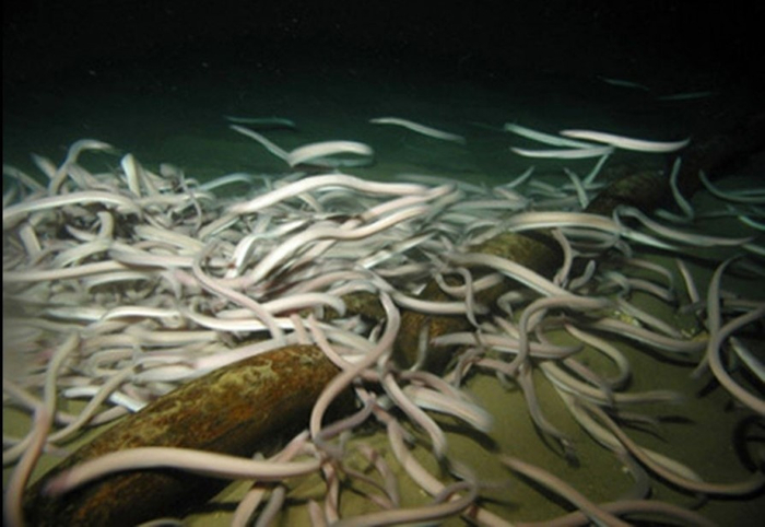 Типичный шведский стол на курорте в Турции.