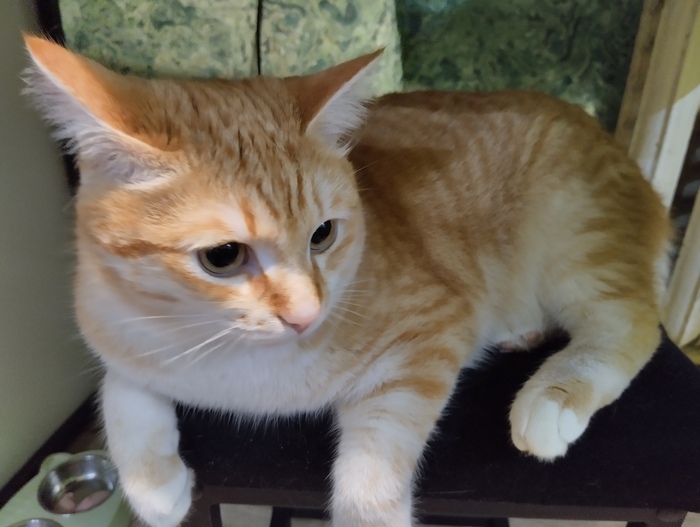 у него лапки