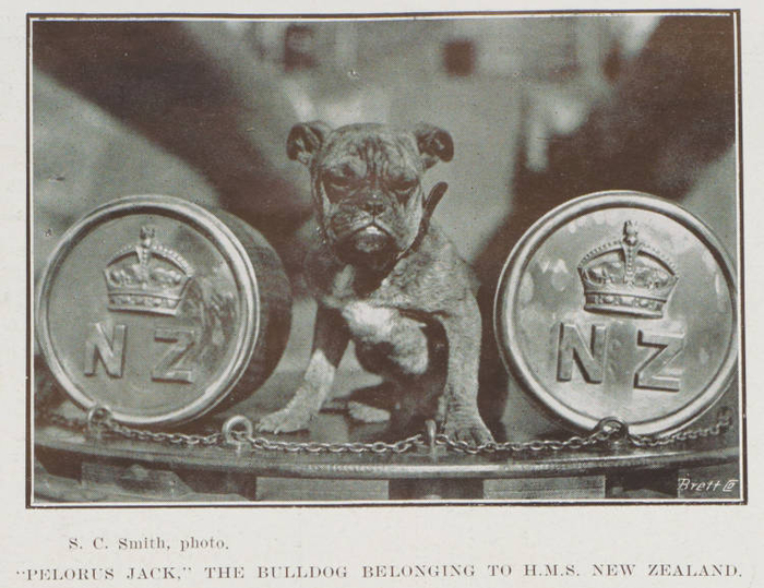 Это тоже Пелорус Джек, бульдог и талисман линейного крейсера «Новая Зеландия». Но о нём (и о Пелорусе Джеке II) мы расскажем как-нибудь в другой раз.