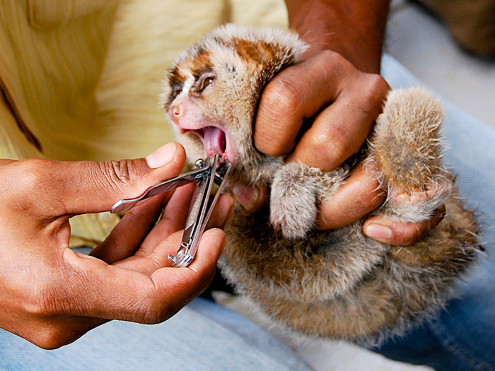 Фотография сделана доктором Кармеле Льяно Санчес (из Международной организации спасения животных) на одном из индонезийских рынков. 99% лори, которых вы видите в продаже, прошли через это.