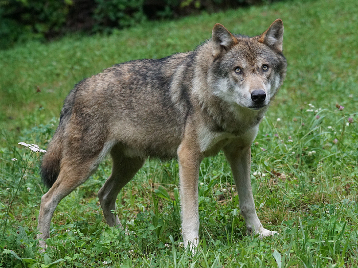 Зубы у волка крупнее, челюсти сильнее, а размах пасти шире. Все эти особенности способствуют эффективной охоте и повышают вероятность выживания в дикой природе.