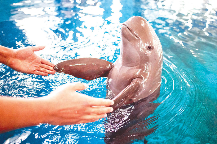 Хочу на ручки!