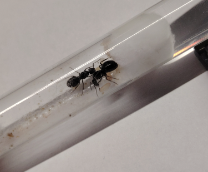 Formica Fusca