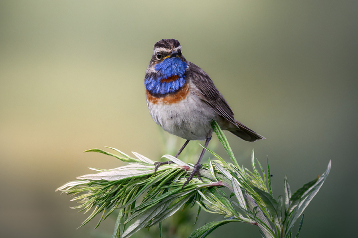 Другой самец варакушки.